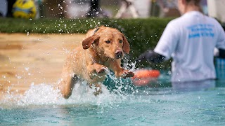 Canine Dip and Dive Wymondham