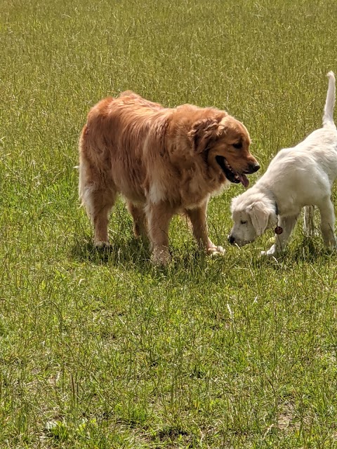 Dog Walker 4U & Lowfield Meadow Dog Park