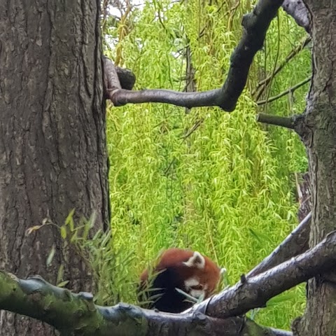 Red panda