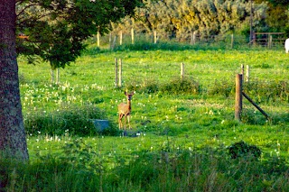 Meadow Tree Farm