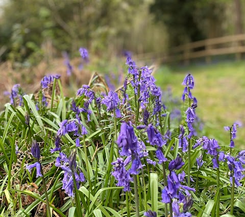 Wyatts Covert Caravan and Motorhome Club Campsite