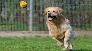 Fforest Boarding Kennels & Cattery Ltd