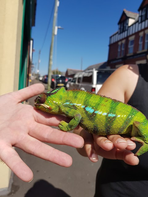 Barry Reptile and Pet store