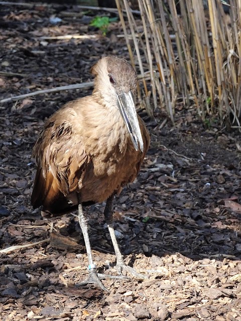 Bird Safari