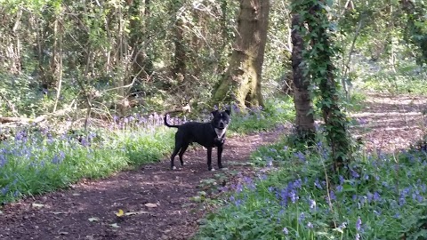 Doggie Holiday Homes Jo