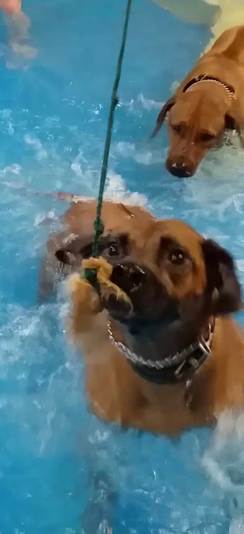 Swim 4 Paws