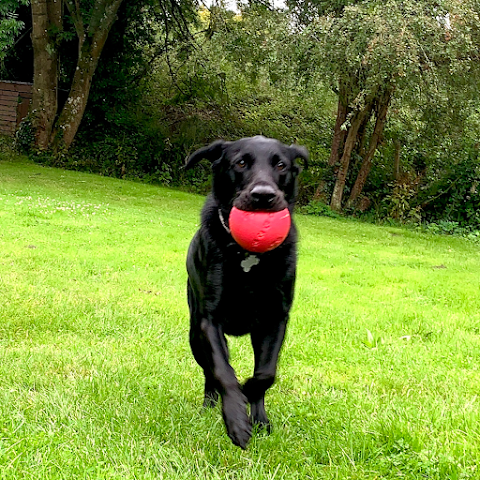 New Forest Dog Hotel