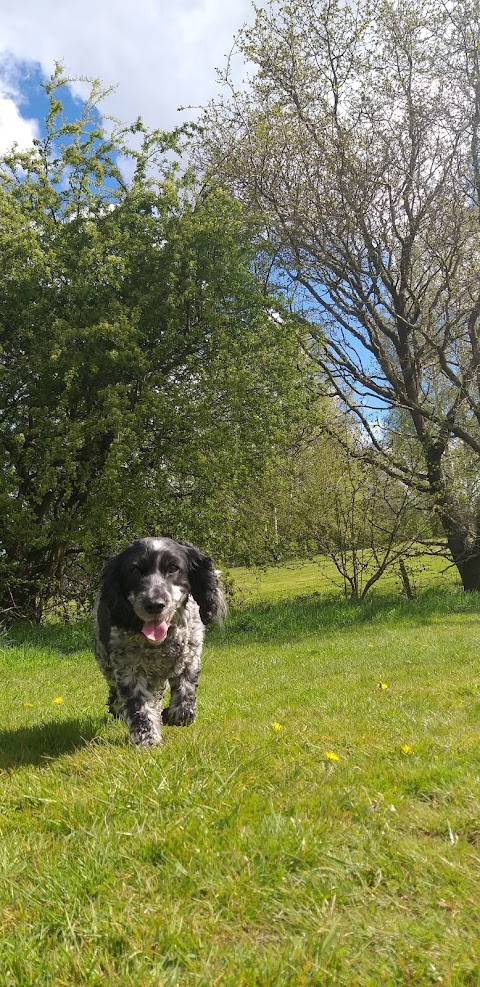 Pupster and Pooch Dog Walking