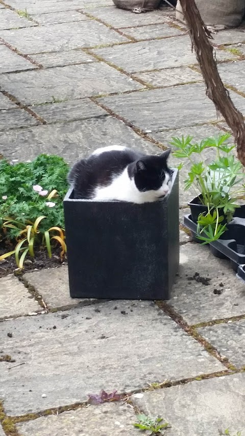 Country Lane Cattery