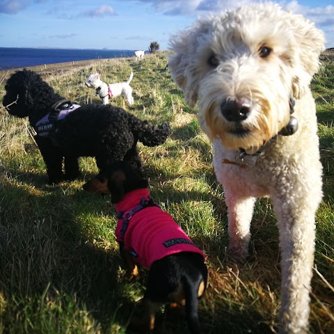 Campbells Walkies - Dog Walker in Musselburgh & East Lothian