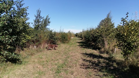 Soar Lane Diamond Wood