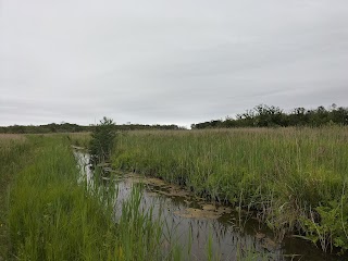 Upton Fen