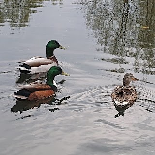 Three Brooks Lake