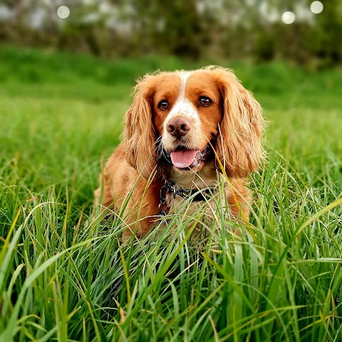 Furbabiesgowalkies