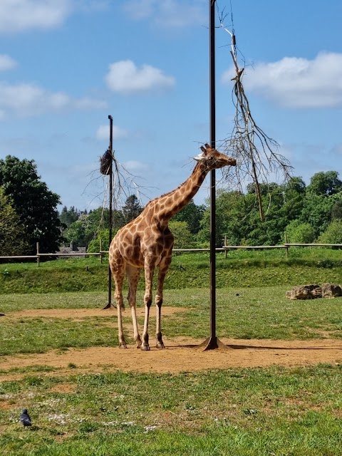 Cotswold Wildlife Park & Gardens