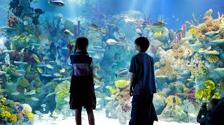 Bristol Aquarium