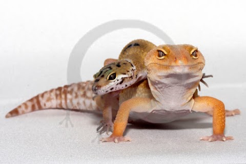 KBN Reptiles