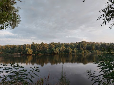 Сосновий бір