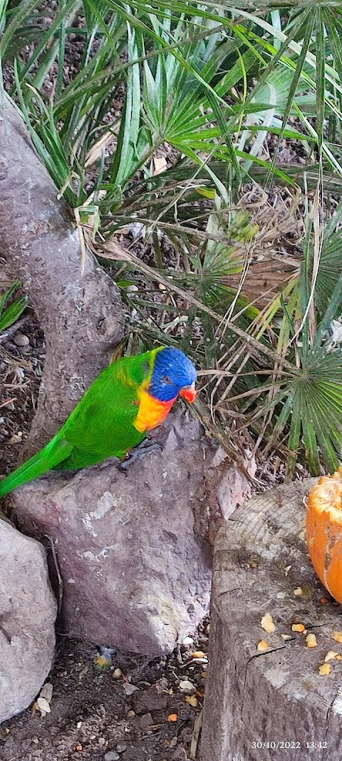 Lorikeet Landing - Twycross Zoo