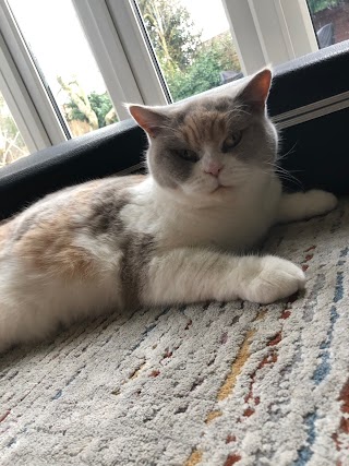 Small Paws Boarding Cattery