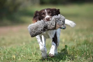 Warwick Gundogs