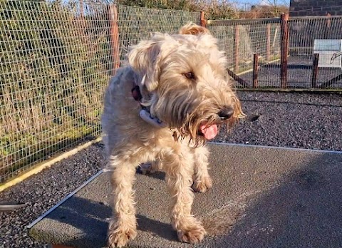 Little Lodgers Boutique Boarding Kennels