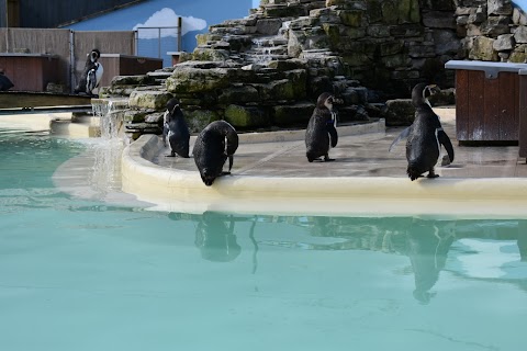 Penguin Feeding