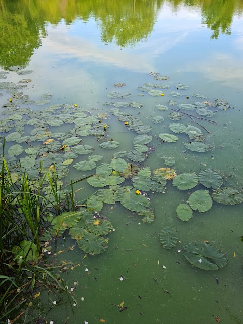 Wilford Meadow - Wildlife Area