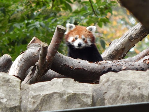 Red panda