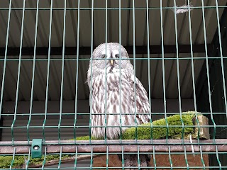 National Bird of Prey Centre