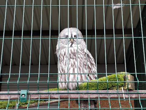 National Bird of Prey Centre