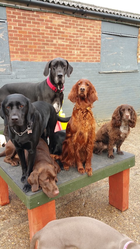 Scoobys Doggy Day Care, Swim Centre & Dog Wash