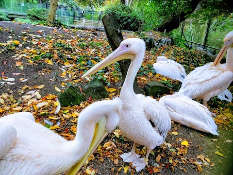 Edinburgh Zoo