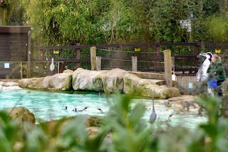 The Penguin Pool