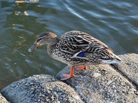 Apex Leisure & Wildlife Park