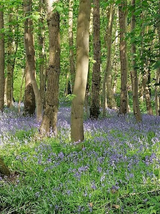 The Wilderness Grove Forest School