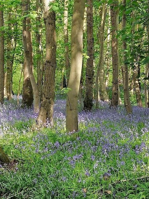 The Wilderness Grove Forest School