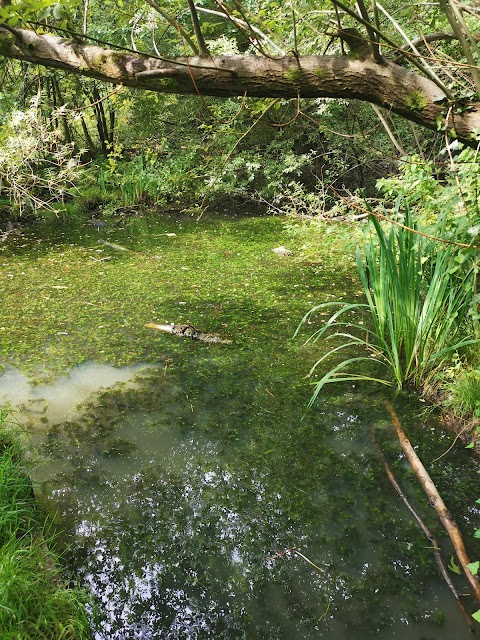 Howardian Local Nature Reserve