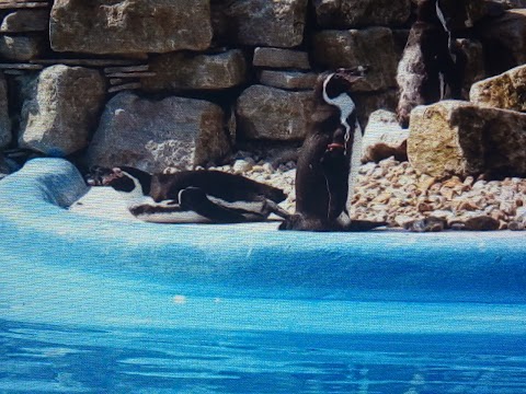 Penguin Feeding