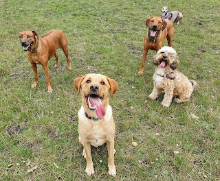 Pups and Hounds