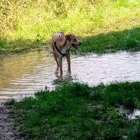 Dog Days - Dog walking, Barry