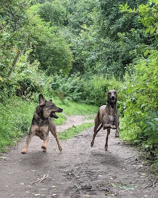 Two Tails Dog Walking