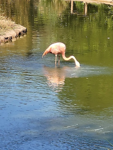 Chester Zoo