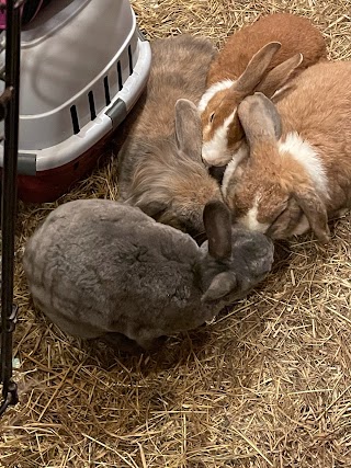 Waggytails Small Animal Specialist ( rabbit bonding )