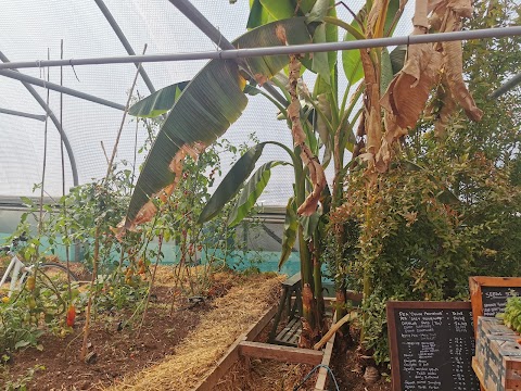 Arkwright Meadows Community Gardens