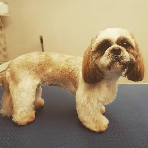 Top to Tail Dog Grooming