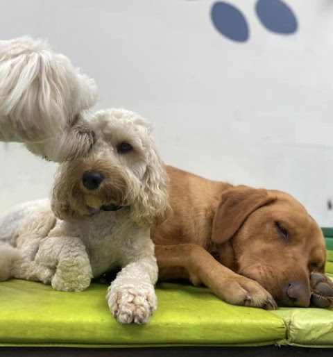 Happy Dogs Daycare