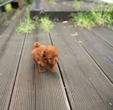 UK Teacup puppy shop