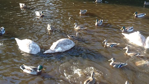 Six Mile Water Park Duck Pond Observation Deck