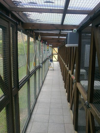 Toton Cattery